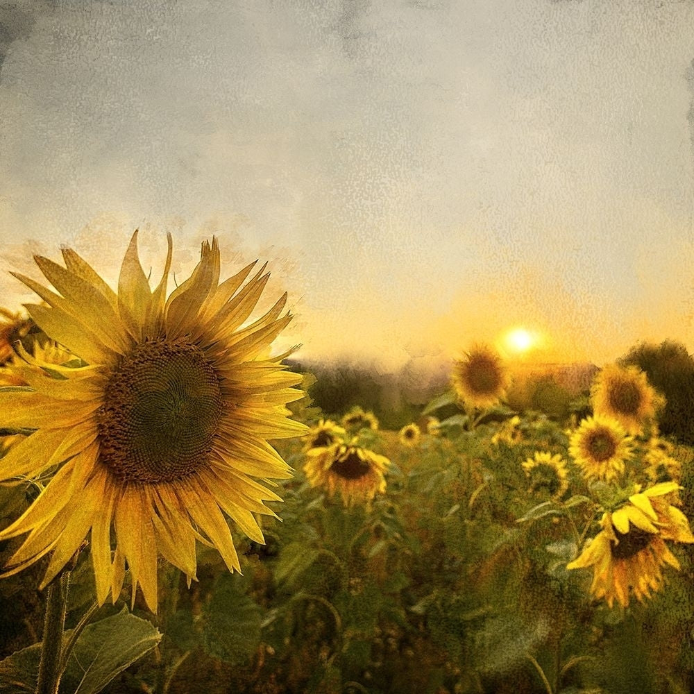 Field of Sunflowers Poster Print by Ann Bailey BASQ045A Image 1