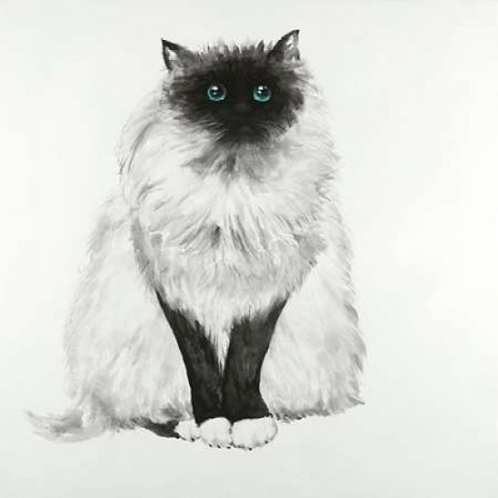 Blue Eyes Fluffy Siamese Cat Poster Print by Atelier B Art Studio Image 1