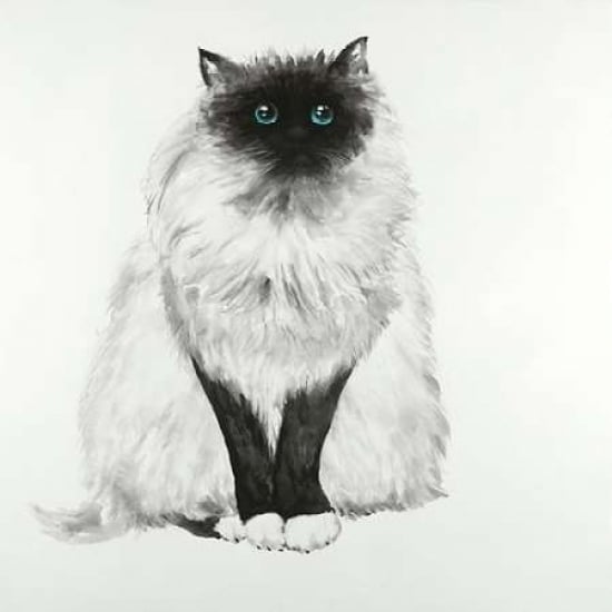 Blue Eyes Fluffy Siamese Cat Poster Print by Atelier B Art Studio Image 2