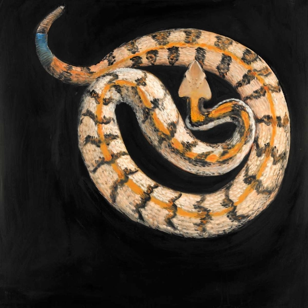 Snake Coiled Poster Print by Atelier B Art Studio Image 1