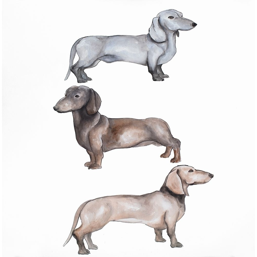 Dachshund Dogs Trio Poster Print by Atelier B Art Studio Image 2