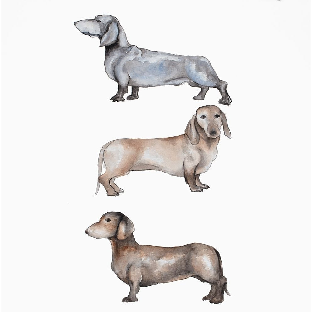 Three Daschund Dogs Poster Print by Atelier B Art Studio Image 2