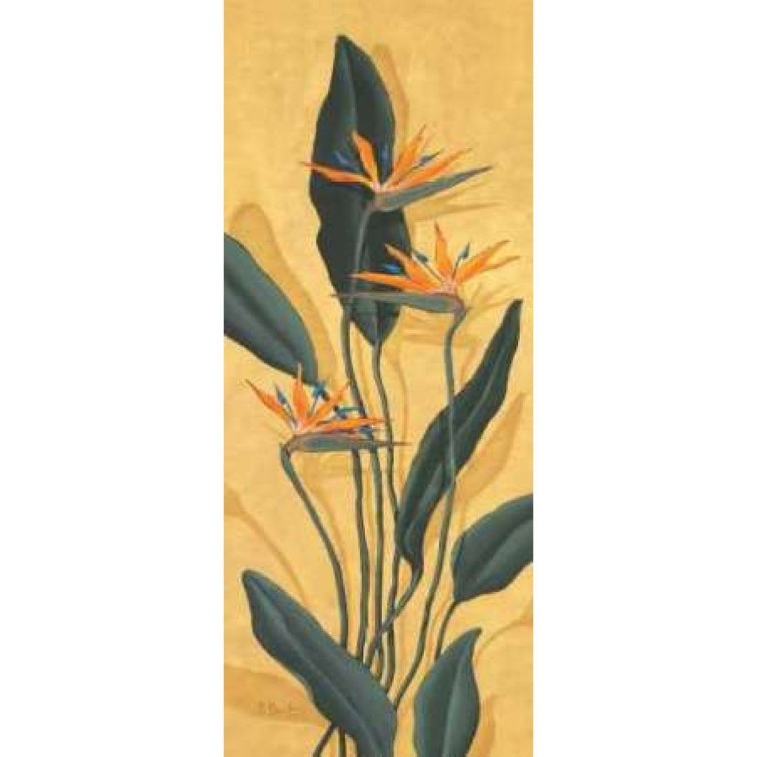 Bird of Paradise Poster Print by Paul Brent Image 1