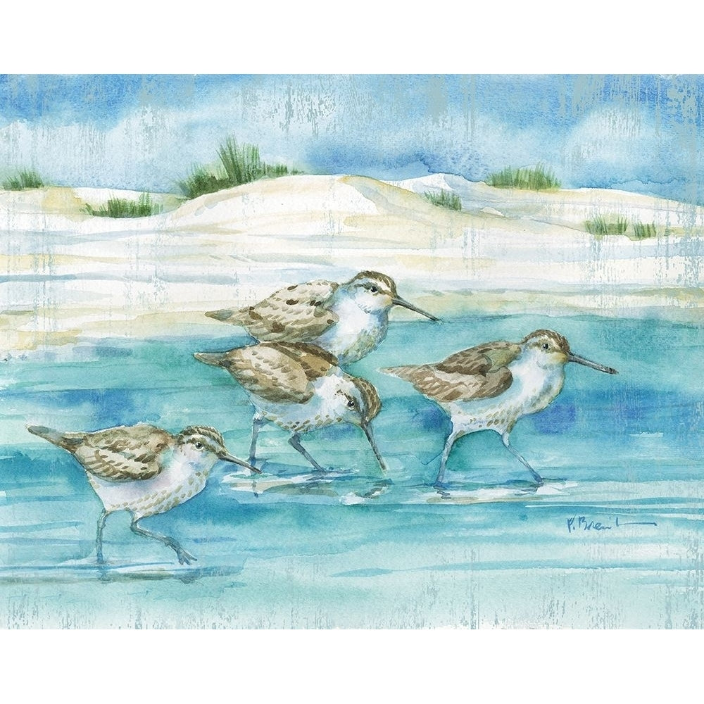 Sandy Sandpipers I Poster Print by Paul Brent Image 1