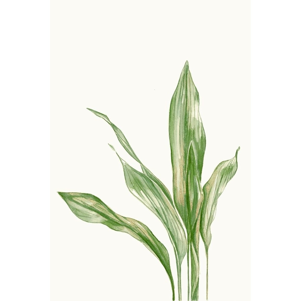 Aspidistra Variegata II by Errico and Slyp Image 1