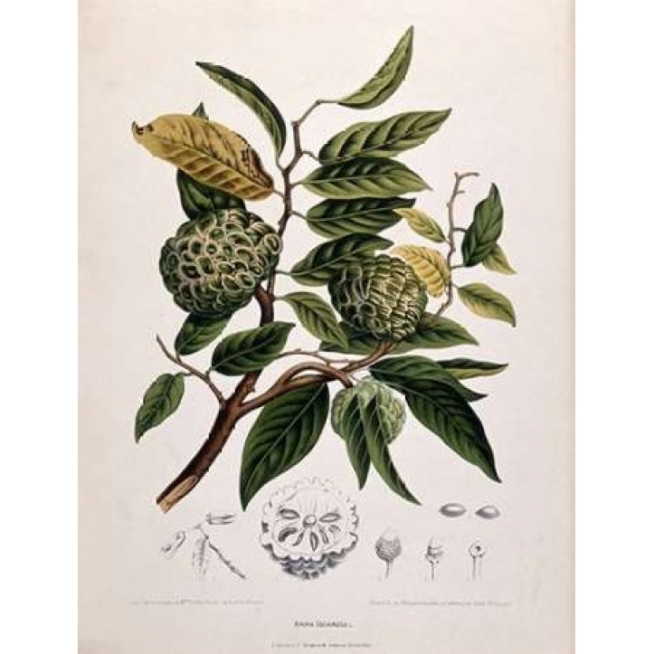 Custard Apple Poster Print by Madame Van Nooten Image 1