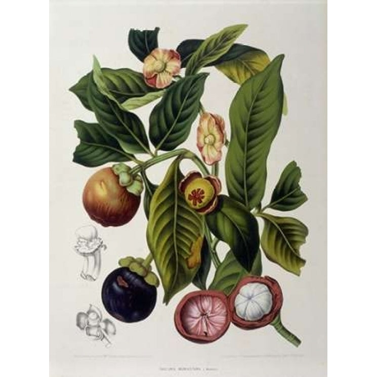 Mangosteen Poster Print by Madame Van Nooten Image 1