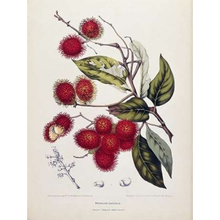 Rambutan Poster Print by Madame Van Nooten Image 1