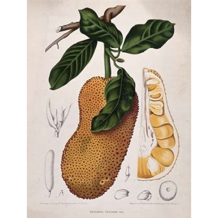 Jackfruit Poster Print by Madame Van Nooten Image 2