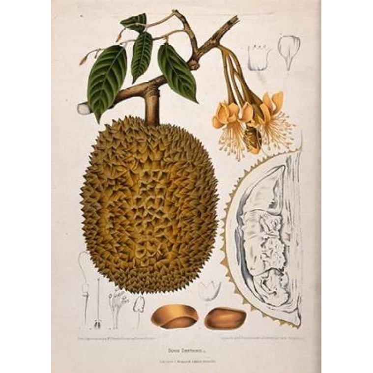 Durian Poster Print by Madame Van Nooten Image 1