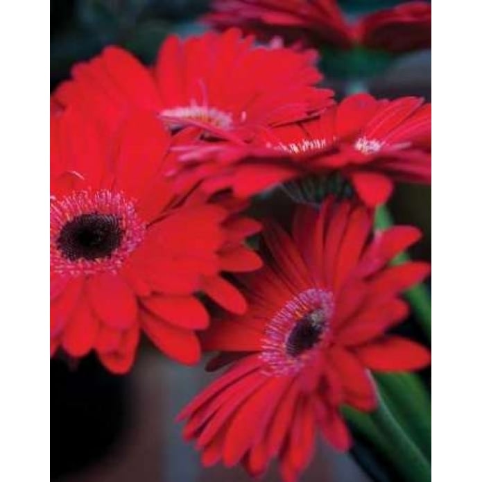 Red Gerbera Daisies I Poster Print by Erin Berzel Image 2