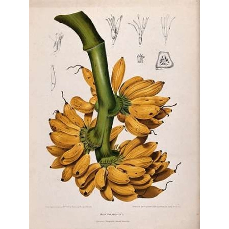 Plantain Banana Poster Print by Madame Van Nooten Image 2