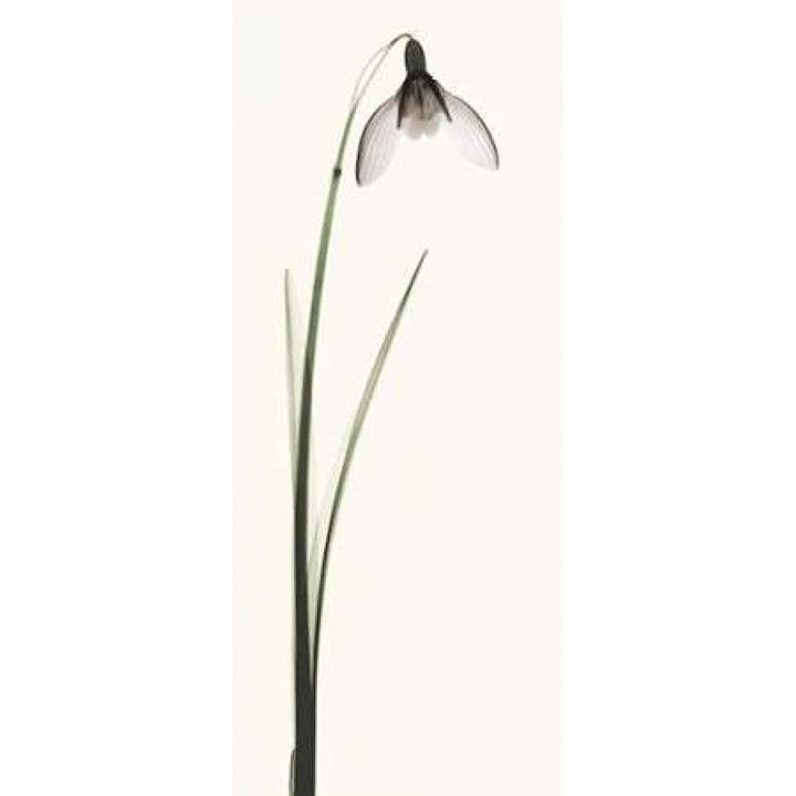 Snowdrop II Poster Print by Robert Coop Image 1