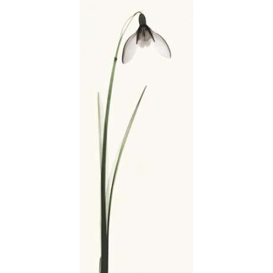 Snowdrop II Poster Print by Robert Coop Image 1