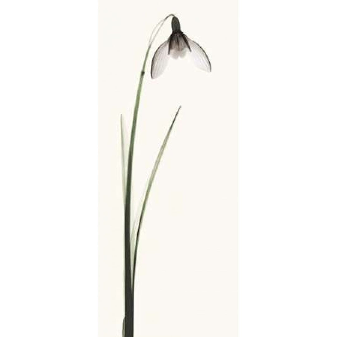 Snowdrop II Poster Print by Robert Coop Image 2