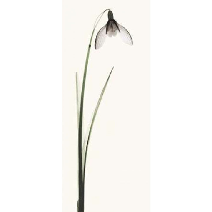 Snowdrop II Poster Print by Robert Coop Image 2