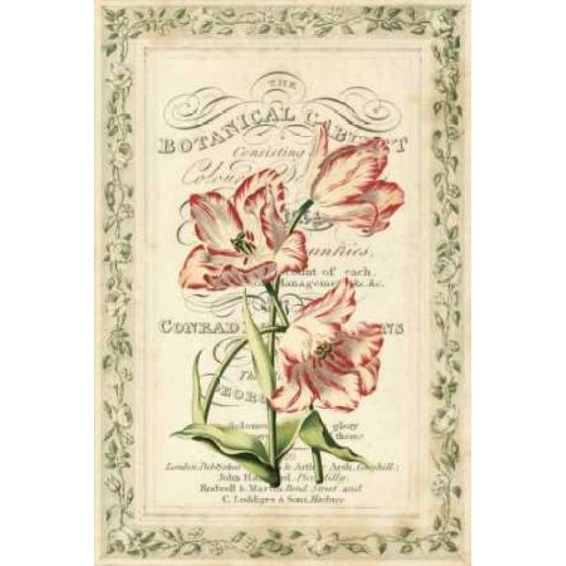 Botanic Cabinet Poster Print by Zachary Alexander Image 1