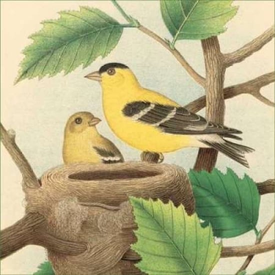 Goldfinch and Warbler A Poster Print by John Gould Image 2