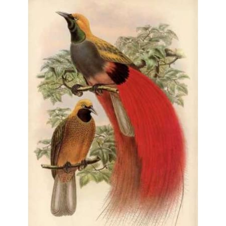 Scarlet Bird of Paradise Poster Print by Alastair Reynolds Image 1