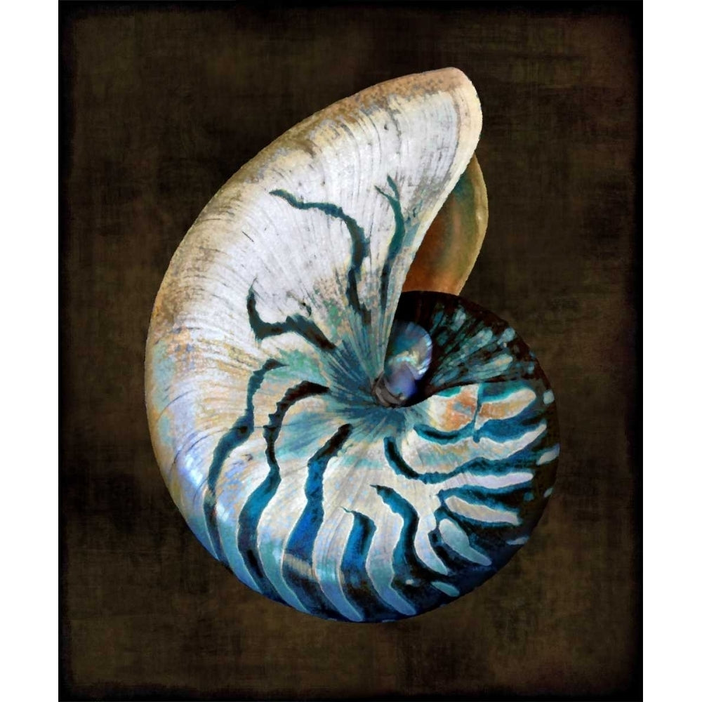 Ocean Treasure IV Poster Print by Caroline Kelly CKL111451DG Image 1