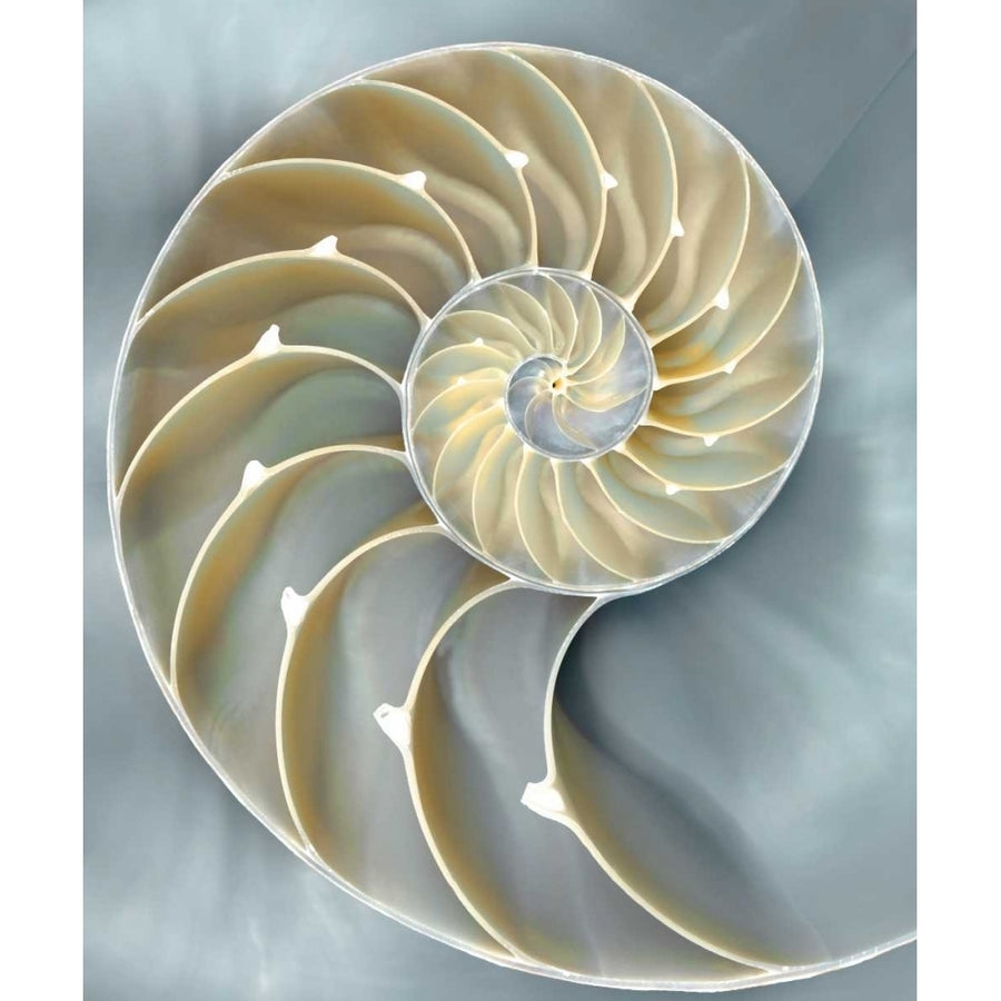 Nautilus in Blue I Poster Print by Caroline Kelly CKL111755DG Image 1