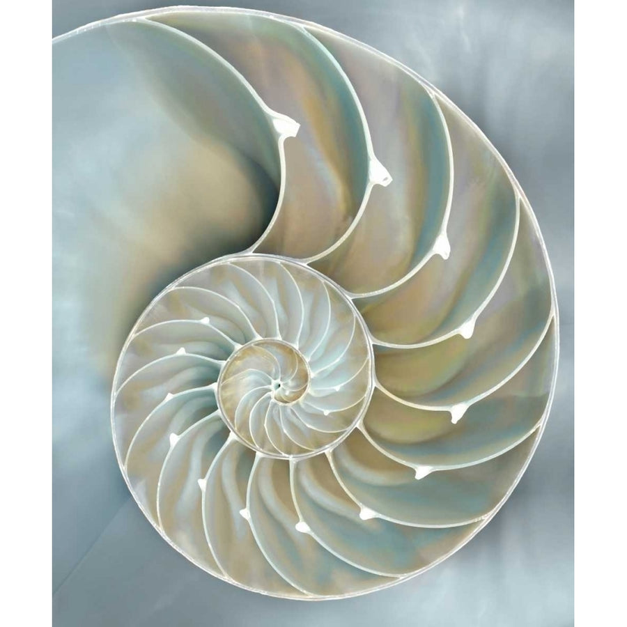 Nautilus in Blue II Poster Print by Caroline Kelly CKL111754DG Image 1