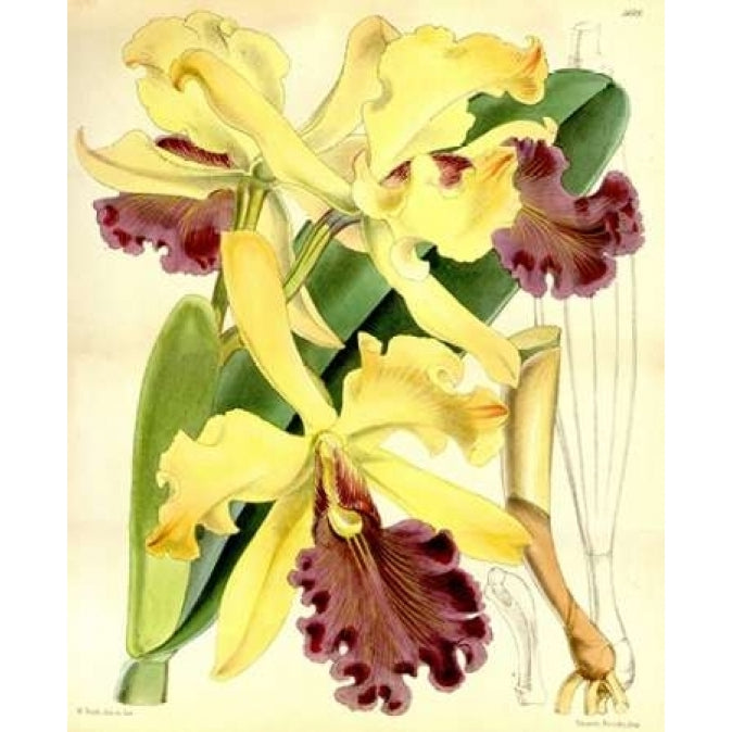 Orchid Cattleya Dowiana Poster Print by William Curtis Image 1