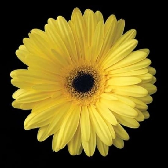 Gerbera Daisy Yellow Poster Print by Jim Christensen Image 1