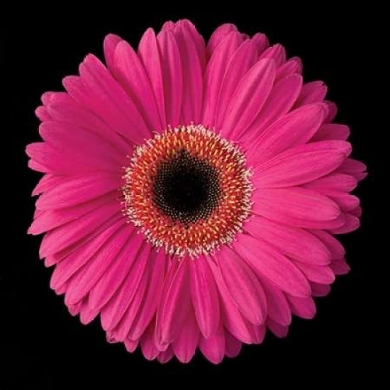 Gerbera Daisy Pink Poster Print by Jim Christensen Image 1