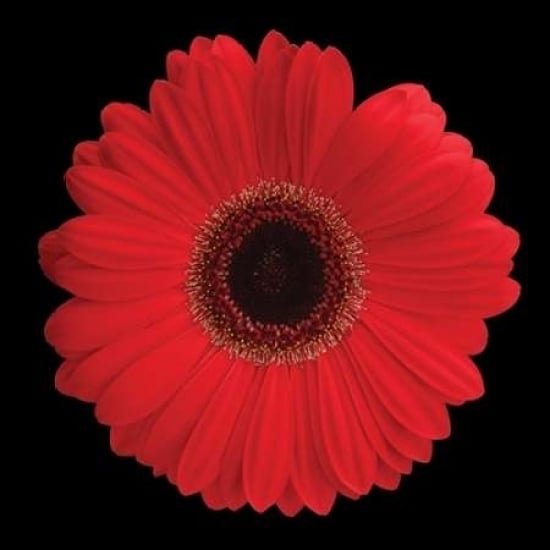 Gerbera Daisy Red Poster Print by Jim Christensen Image 2