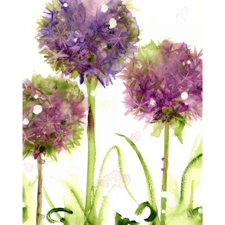 Alliums Poster Print by Dawn Derman Image 1