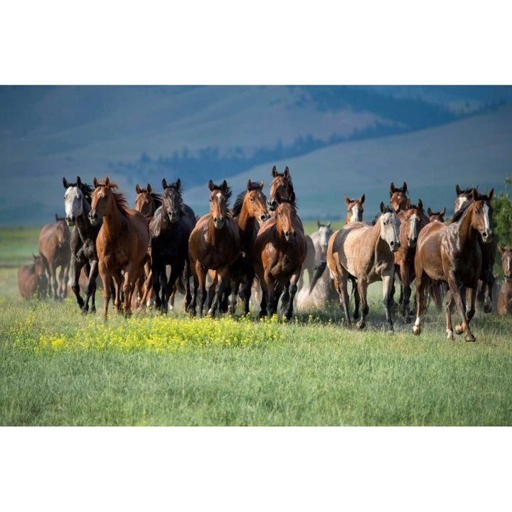 Montana Thunder Poster Print by Lisa Dearing Image 1