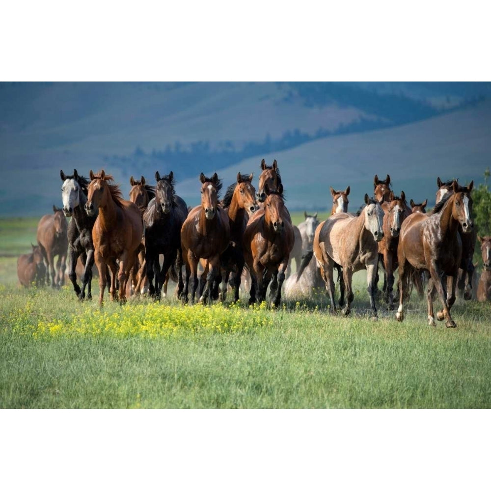 Montana Thunder Poster Print by Lisa Dearing Image 2