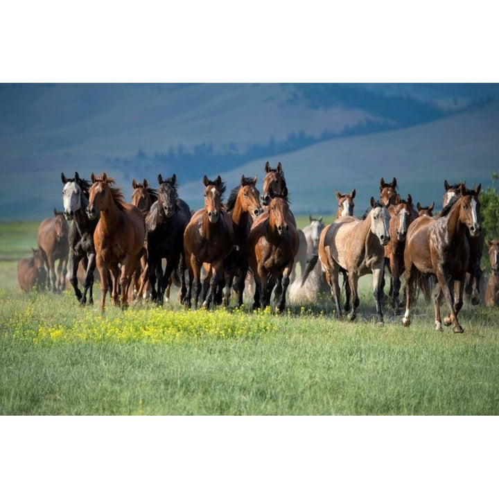 Montana Thunder Poster Print by Lisa Dearing Image 1