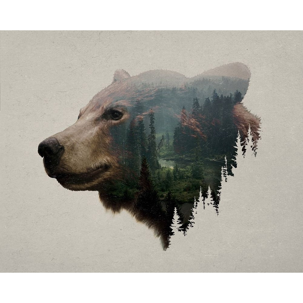 Pacific Northwest Black Bear Poster Print by Davies Babies Image 2