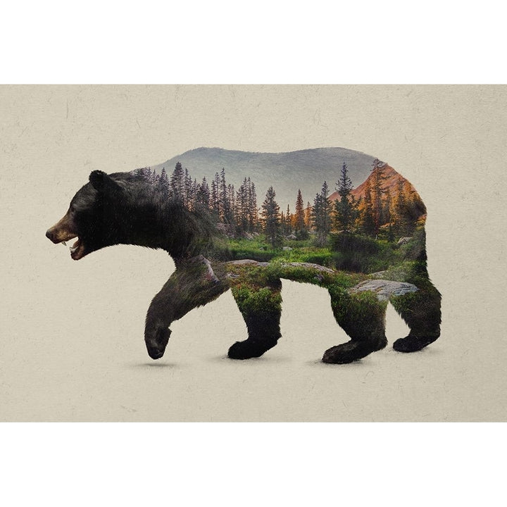 The North American Black Bear Poster Print by Davies Babies Image 2