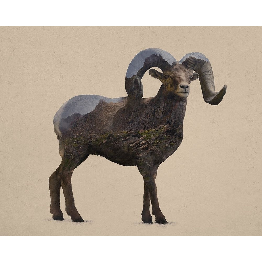 Rocky Mountain Bighorn Poster Print by Davies Babies Image 2