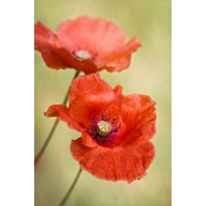 Papaver Passion Poster Print by Mandy Disher Image 1