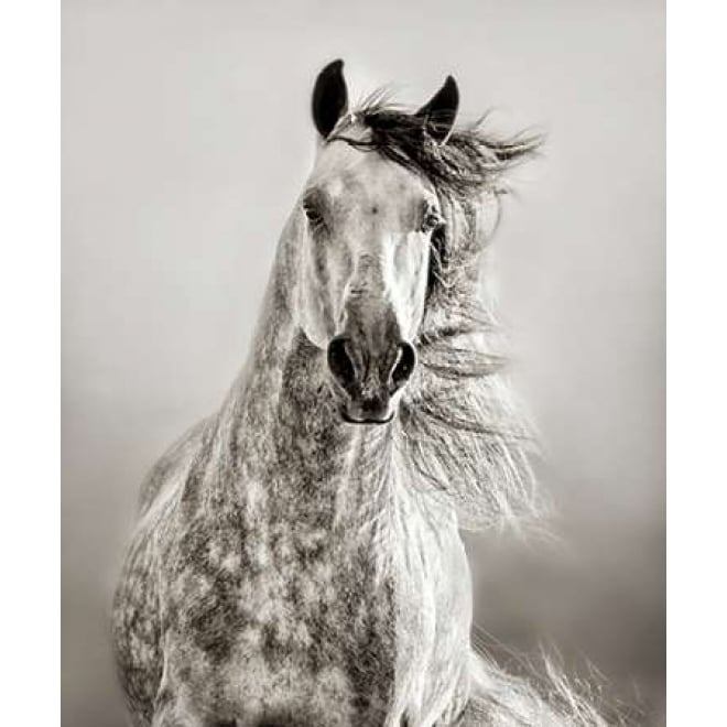 Caballo de Andaluz Poster Print by Lisa Dearing Image 1