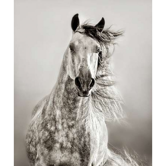 Caballo de Andaluz Poster Print by Lisa Dearing Image 2