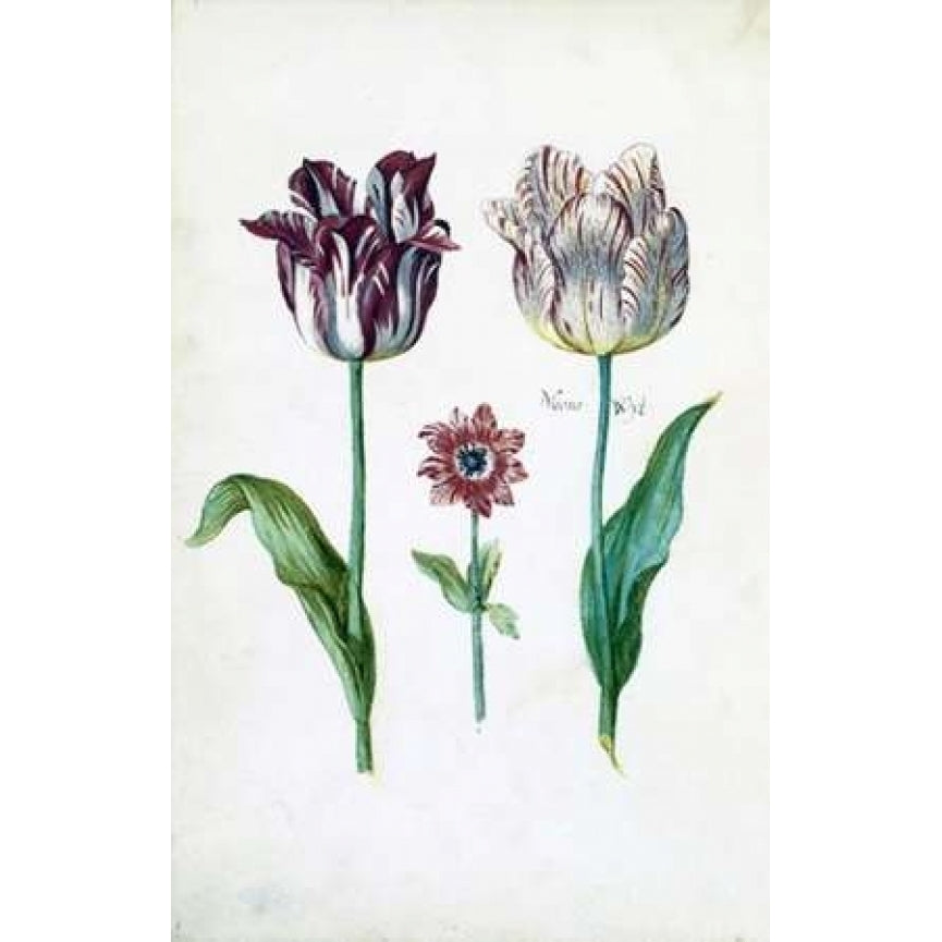 Tulips Poster Print by Dirck De Bray Image 2