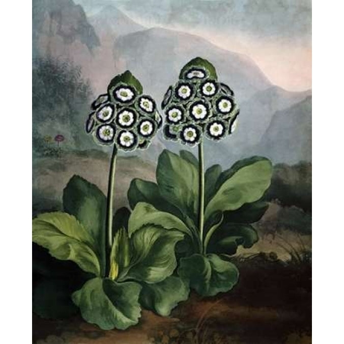 Auriculas Poster Print by Dr R Thornton Image 1