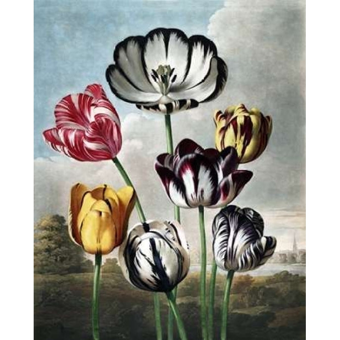 Tulips Poster Print by Dr R Thornton Image 1