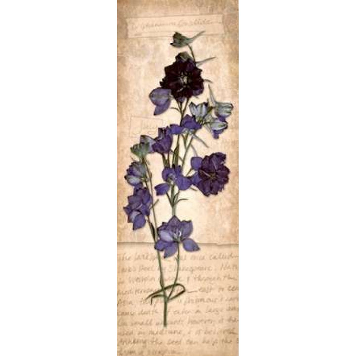 July Larkspur Poster Print by Diane Stimson Image 1