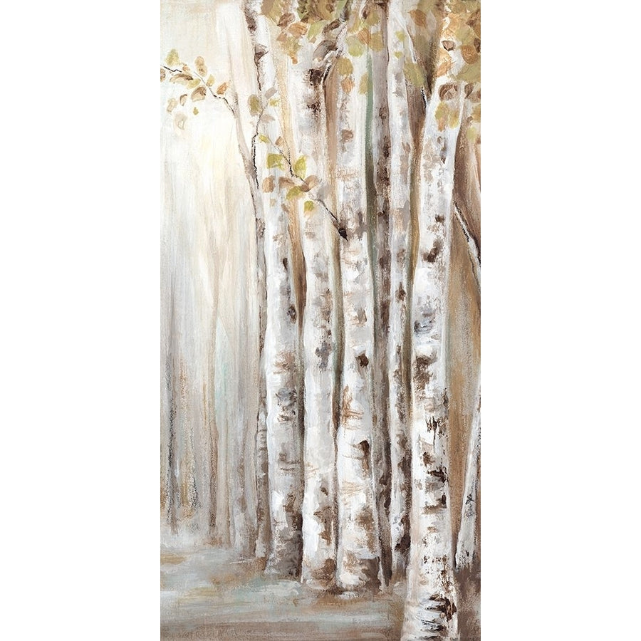 Sunset Birch Forest II Poster Print by Eva Watts Image 1