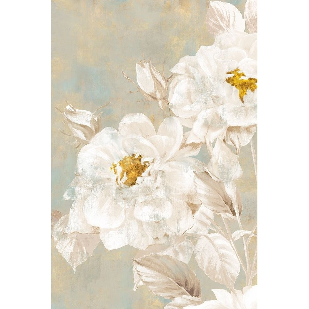 White Rose II Poster Print by Eva Watts Image 1