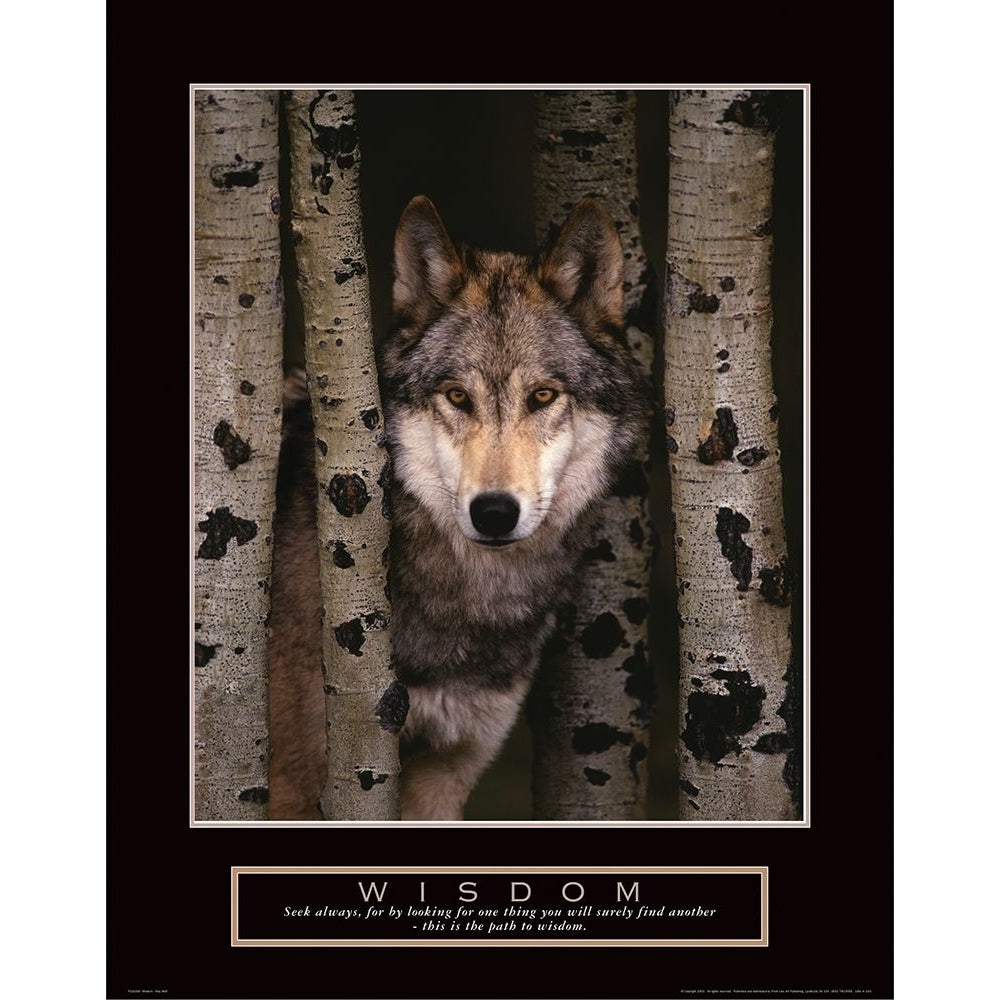 Wisdom - Grey Wolf Poster Print by Frontline Frontline Image 1