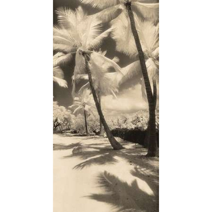 Palm Shadows II Poster Print by Susan Friedman Image 2