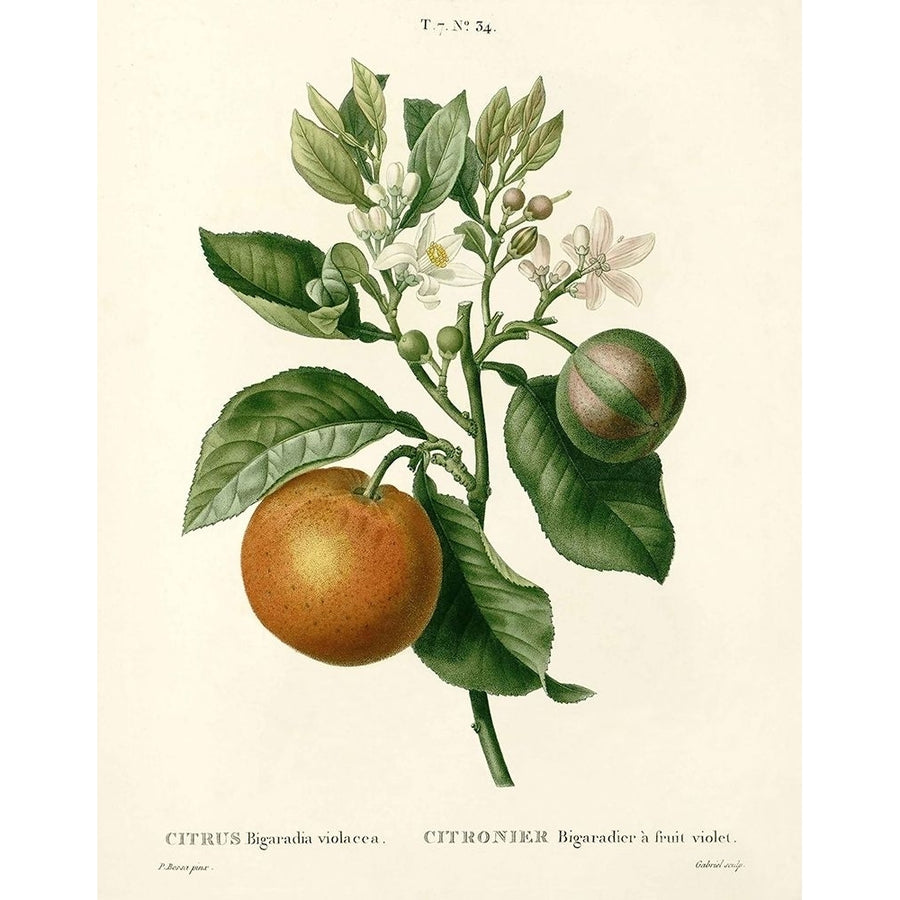 Citrus Plant Botanical Poster Print by Anonymous Anonymous Image 1