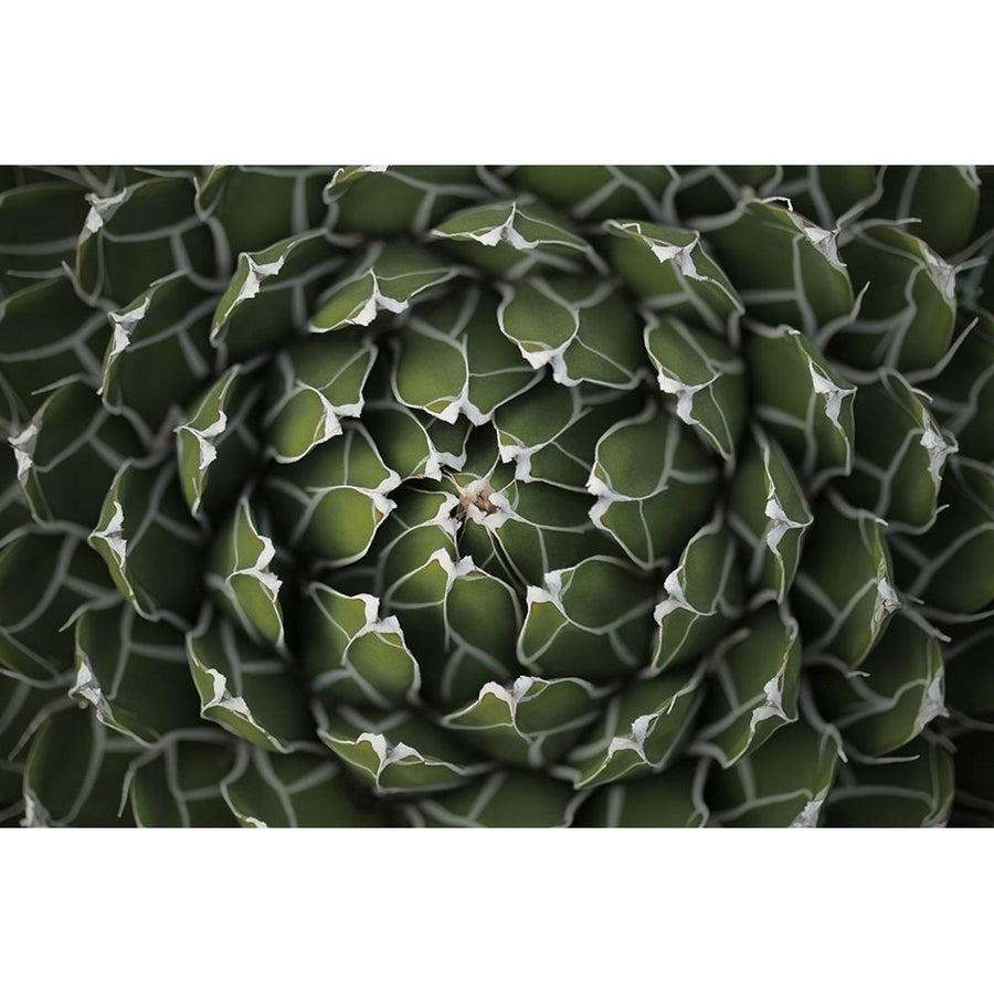 Circular Pattern Succulent Poster Print by Katrina Brown Image 1